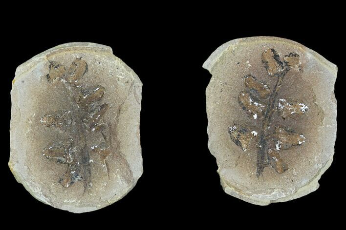 Neuropteris Fern Fossil (Pos/Neg) - Mazon Creek #104786